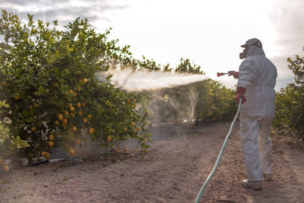 Best Exterminator Services  in Corinth, MS